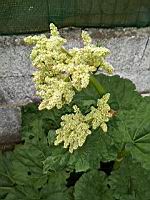 Rhubarbe en fleur (prise a Lens)(5)